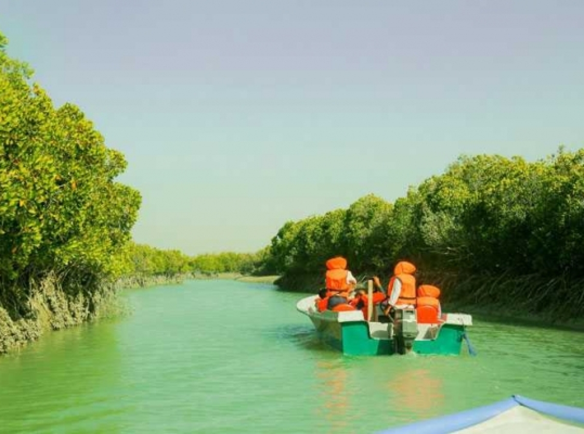Hara Forests